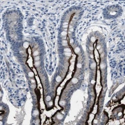 PCLKC Antibody, Novus Biologicals 0.1mL; Unlabeled:Antibodies, Polyclonal